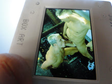 Load image into Gallery viewer, VINTAGE 35MM GAY MALE SLIDE BEEFCAKE MUSCLE NUDE FALCON STUDIOS B2f