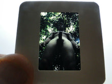 Load image into Gallery viewer, VINTAGE SLIDE/PHOTO MALE GAY INTEREST BEEFCAKE MUSCLE NUDE HOT HUNG A18
