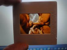 Load image into Gallery viewer, VINTAGE 35MM GAY MALE SLIDE BEEFCAKE MUSCLE NUDE FALCON STUDIOS R3
