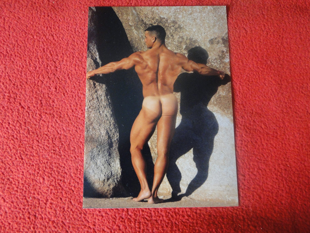 Vintage 18 Y.O + Gay Interest Colt Studios Nude Hot Hung Male Photo       H2651
