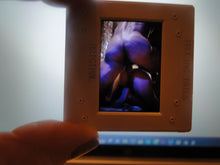 Load image into Gallery viewer, VINTAGE 35MM GAY MALE SLIDE BEEFCAKE MUSCLE NUDE FALCON STUDIOS R10q
